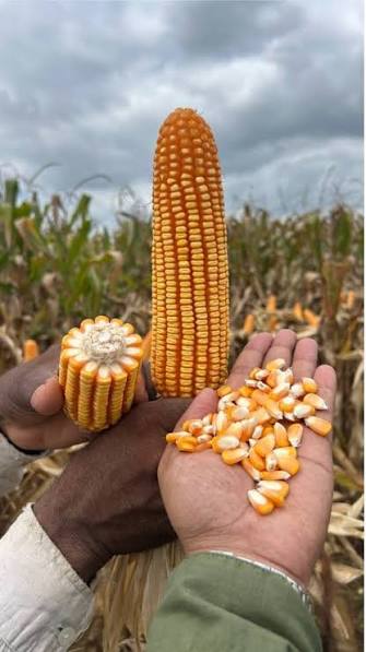 Chana, Wheat & Pulses